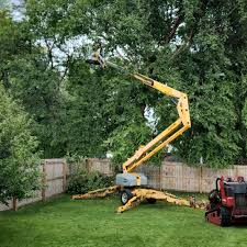 How Our Tree Care Process Works  in  Lamar, CO