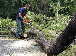 Best Palm Tree Trimming  in Lamar, CO