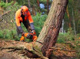 Best Tree Trimming and Pruning  in Lamar, CO