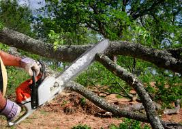 Lamar, CO Tree Services Company