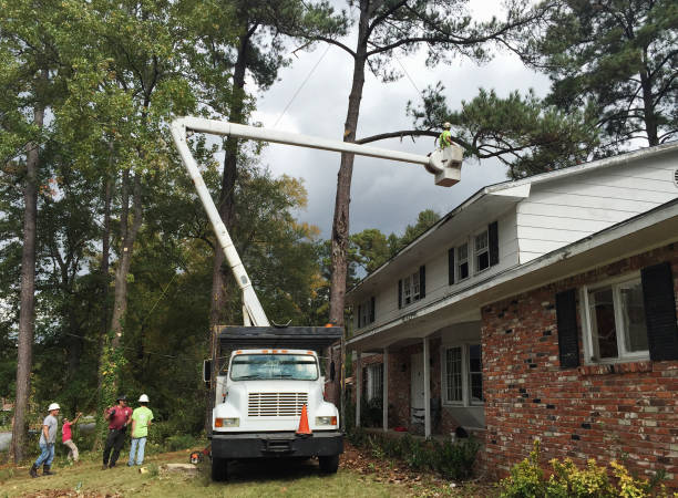 Best Storm Damage Tree Cleanup  in Lamar, CO