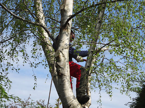 Best Emergency Tree Removal  in Lamar, CO