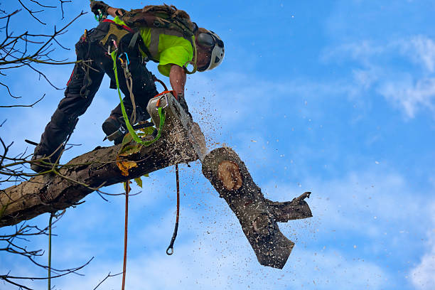 Best Arborist Consultation Services  in Lamar, CO