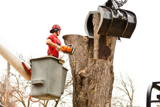 Best Root Management and Removal  in Lamar, CO